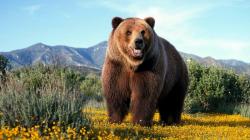 Медведь гризли: описание с фото, где обитает, сколько весит, какая максимальная скорость бега медведя гризли, смотреть видео онлайн С какой скоростью бежит бурый медведь
